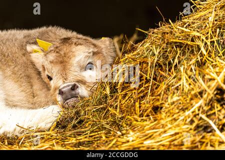 Ritratto di un bestiame montano di circa 2 settimane Foto Stock