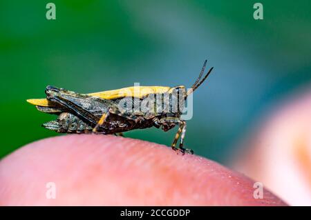 Grasshopper sul mio dito Foto Stock