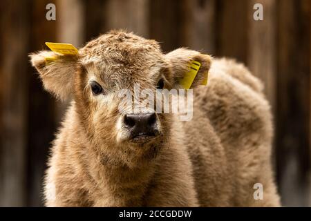 Ritratto di un bestiame montano di circa 2 settimane Foto Stock