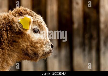 Ritratto di un bestiame montano di circa 2 settimane Foto Stock