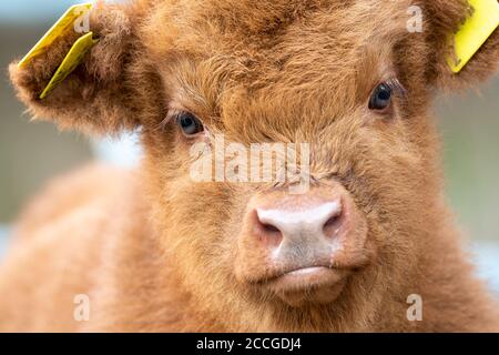 Ritratto di un bestiame montano di circa 2 settimane Foto Stock