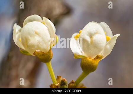 fioritura di mirabelle di primavera nel mese di aprile Foto Stock