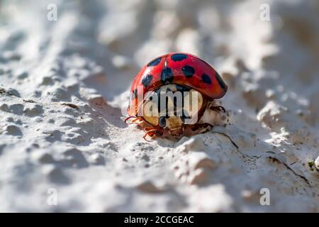 piccolo bug macro lady in primavera stagione Foto Stock