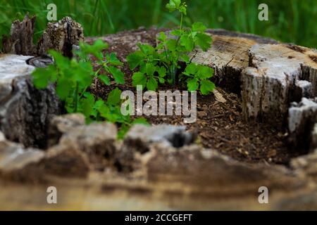 vecchio ceppo di albero morto, nel mezzo, le piante selvatiche crescono in punto morto Foto Stock