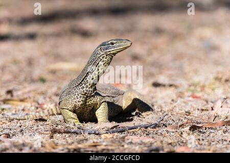 Un monitor australiano del pizzo o la sabbia goanna siede crogiolarsi nella luce del sole di mattina prima di iniziare a caccia nel paese del golfo del Queensland del nord. Foto Stock