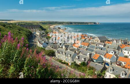 CULLEN BAY MORAY COSTA SCOZIA SEATOWN OSPITA IL VIADOTTO ROSA BAY WILLOW FIORI DI ERBE CHAMAENERION ANGUSTIFOLIUM E UN VERDE BLU MARE Foto Stock