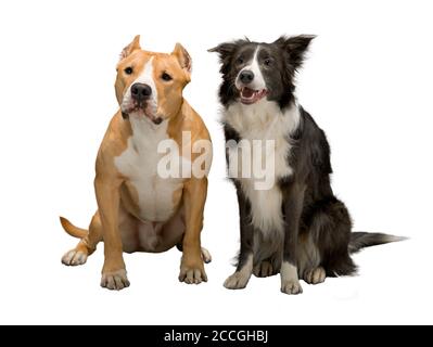 Due cani, amici, una collie di bordo, in bianco e nero e lo Staffordshire Terrier, rosso e bianco su uno sfondo bianco isolato, luce studio Foto Stock