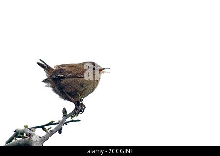 Immagine paesaggistica isolata del wren eurasiatico (Troglodytes Troglodytes) arroccato cantando sul ramo dell'albero contro uno sfondo bianco. Foto Stock