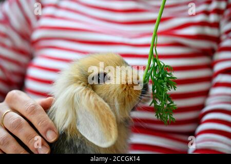 Coniglio di RAM, ariete nana (Oryctolagus cuniculus), giovane animale, 10 settimane, mangia verde di carota, Karlsruhe, Baden-Württemberg, Germania Foto Stock