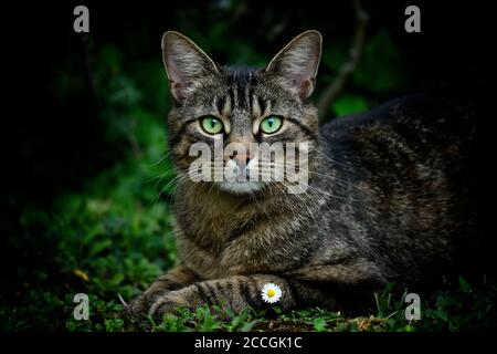 Gatto domestico, gatto tomo, ritratto animale, Stoccarda, Baden-Württemberg, Germania Foto Stock