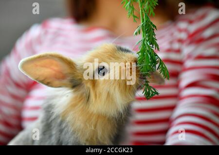 Coniglio di RAM, ariete nana (Oryctolagus cuniculus), giovane animale, 10 settimane, mangia verde di carota, Karlsruhe, Baden-Württemberg, Germania Foto Stock