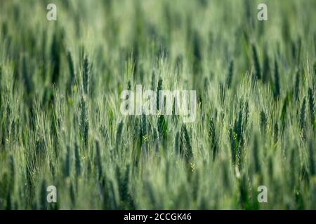 Spighe di grano nel campo del grano, Baden-Württemberg, Germania Foto Stock