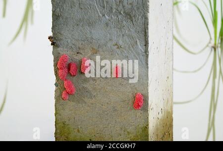 Uova di lumaca di mele dorate o canaliculata di Pomacea posate sopra Un palo di ponte in cemento in Paddy Field Foto Stock