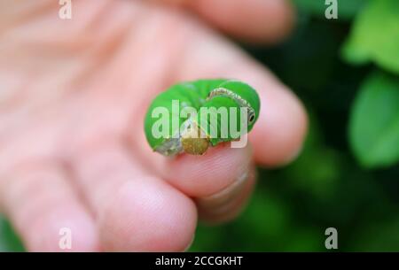 Closeup un bruco vivace Green Lime Tree sul dito Foto Stock