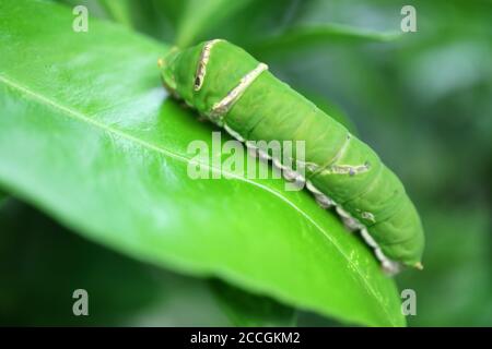 Vibrante verde Lime Swallowtail Caterpillar poggiato su un albero di lime Foglia Foto Stock