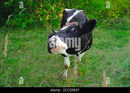 mucca macchiata in bianco e nero che guarda alla macchina fotografica. Mucca che pascolano in un pascolo verde Foto Stock