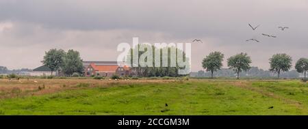 Paesaggio con casale, prati con pecore pascolo, corvi, e alcune oche che sorvolano. Una fila di alberi sullo sfondo, sotto un cielo nuvoloso. Kwadij Foto Stock