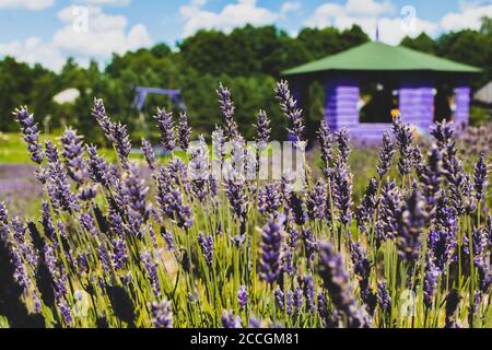 Bellissimi fiori viola in un campo di lavanda con fattoria e. casa di legno sullo sfondo Foto Stock