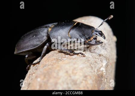 Beetles, arbusti con travi, Dorcus parallelepipedus Foto Stock