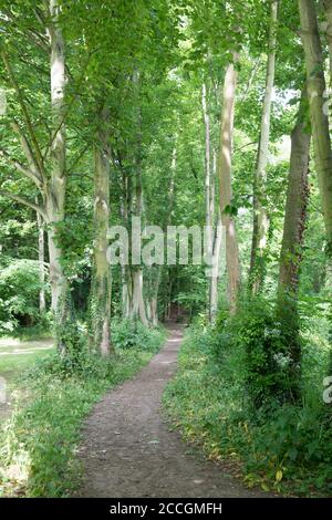 Vista estiva di un sentiero attraverso un viale di alberi a Boston Spa, West Yorkshire Foto Stock
