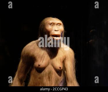 Australopithecus Afarensis all'interno del Museo di Antropologia a Città del Messico Foto Stock