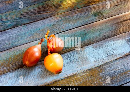 Tre teste di cipolle goldish sul tavolo da fienile tavole. Spazio di copia. Vista dall'alto. Stile rustico Foto Stock