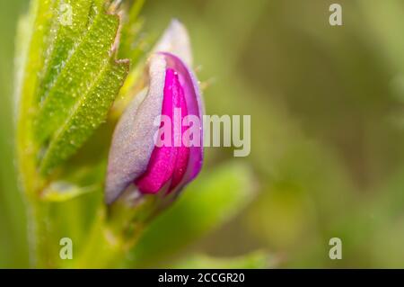 Fiore di trifoglio vergine nella stagione estiva Foto Stock