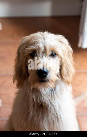 Giovane cane, Mini Goldendoodle, croce tra poodle in miniatura e Golden Retriever Foto Stock