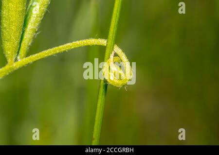 tendrile di sicomoro verde nella stagione estiva Foto Stock