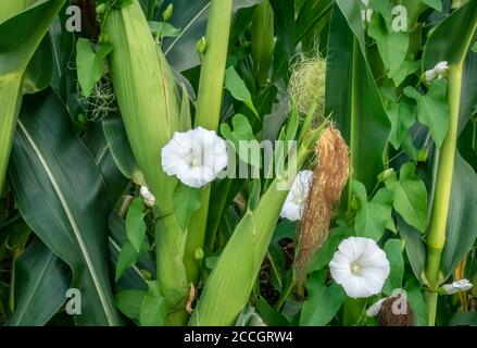 Bindweed più grande (Calistegia sepium) coltivando nel campo di mais, mais sulla pannocchia, (Zea mays), Baviera, Germania, Europa Foto Stock