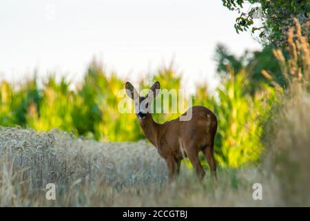 capriolo al campo di mais nella natura selvaggia Foto Stock