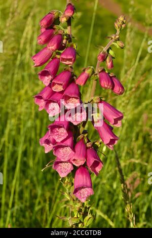 primo piano di un bel guanto di foxglove rosa profondo contro l'erba in più tardi estate sole Foto Stock