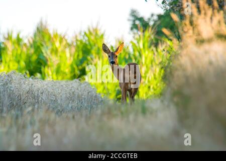 capriolo al campo di mais nella natura selvaggia Foto Stock