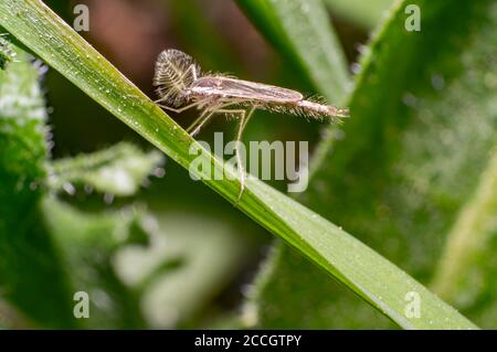 insetti rari nella natura stagione estiva Foto Stock