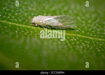 piccola cicada su foglia verde nel giardino estivo Foto Stock