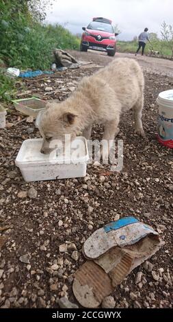 Alimentazione cani da strada trovati nel Cimitero Foto Stock