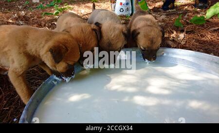 Alimentazione cani da strada trovati nel Cimitero Foto Stock