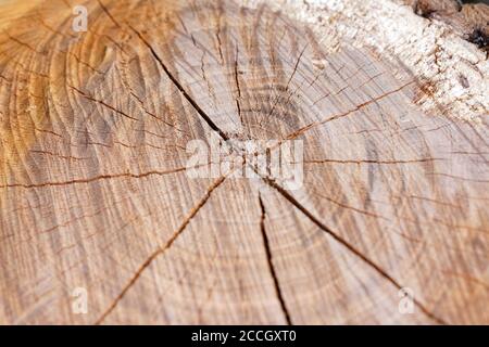 Vista dall'alto di una texture di tronco di albero Foto Stock