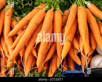 Mazzi di colorate carote arancioni con top verdi tenuti insieme con fasce elastiche. Messa a fuoco selettiva con spazio per il testo. Foto Stock