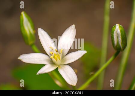 fioritura bianca nel giardino verde della stagione Foto Stock