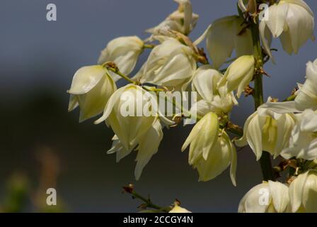 Fiori Yucca al Jamaica Bay National Wildlife Refuge Foto Stock