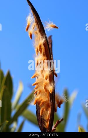 Primo piano di semi di oleandro decoloroso (Nerium oleander) nella primavera mediterranea, Costa Blanca, Spagna Foto Stock