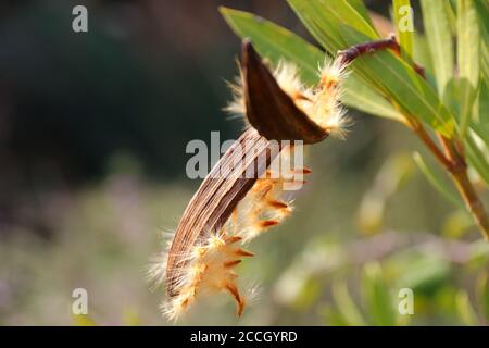 Primo piano di semi di oleandro decoloroso (Nerium oleander) nella primavera mediterranea, Costa Blanca, Spagna Foto Stock