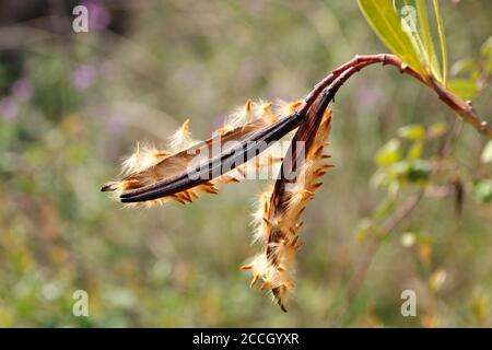 Primo piano di semi di oleandro decoloroso (Nerium oleander) nella primavera mediterranea, Costa Blanca, Spagna Foto Stock