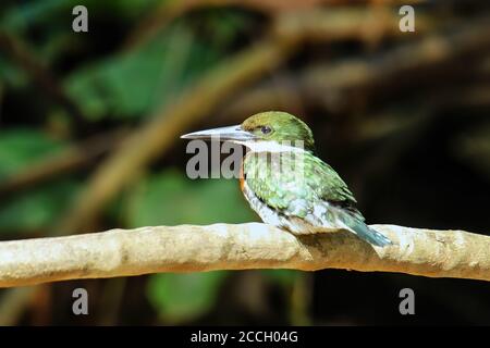 Martin pescatore verde maschio (Chloroceryle americana) arroccato su un albero, Costa Rica Foto Stock