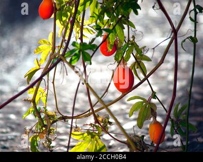 Una piantina di frutta di passione in una strada posteriore di Roquebrun, Francia Foto Stock