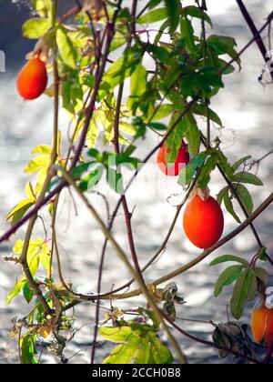 Una piantina di frutta di passione in una strada posteriore di Roquebrun, Francia Foto Stock