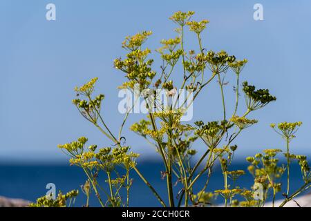 Immagine in primo piano di un fiore giallo selvatico. Oceano blu e cielo blu sullo sfondo Foto Stock