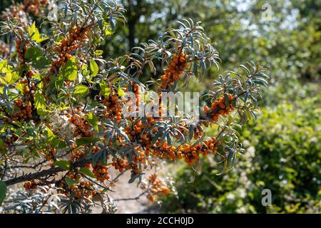 Immagine di un cespuglio con bacche d'arancia. Arbusto verde sullo sfondo Foto Stock