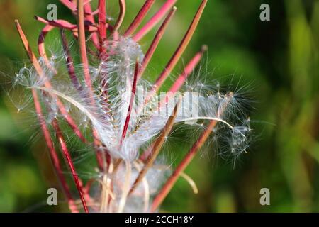 Primo piano di una capsula di semi di fireweed aperta che espone il lucido E semi di filigrana alla fine dell'estate norvegese Foto Stock